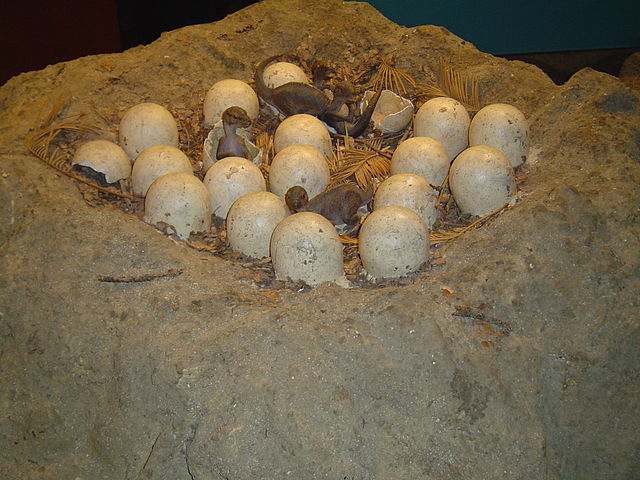 File:MaiasauraNestNHM.jpg