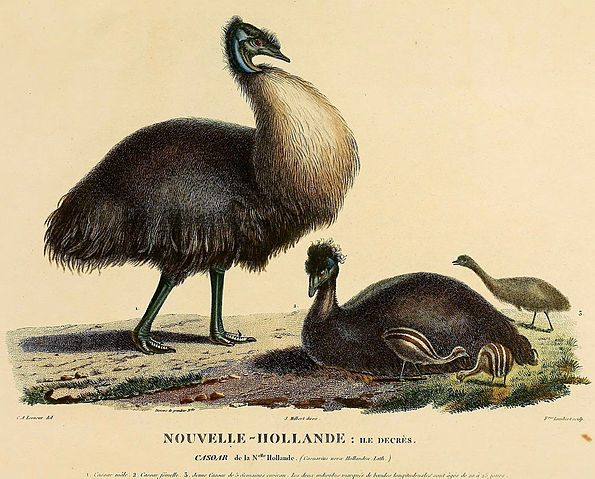 File:Baudin emus.jpg