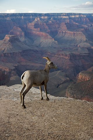 File:Bighorn, Grand Canyon.jpg
