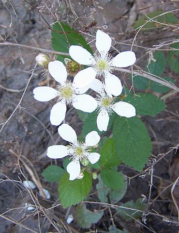 File:DewberriesWeb.jpg