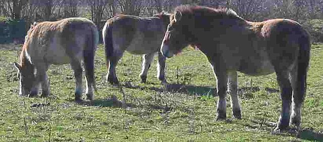File:Przewalskipaarden.jpg