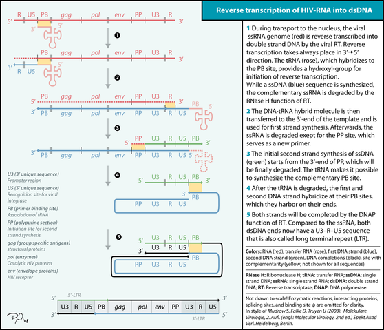 File:Reverse Transcription.png