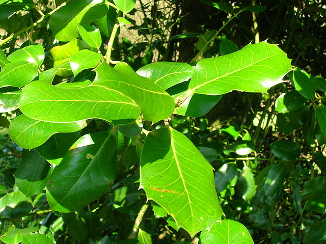 File:Highclere Holly.JPG