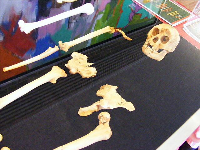 File:Specimen LB1.jpg