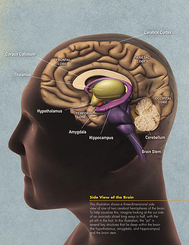 File:NIA human brain drawing.jpg