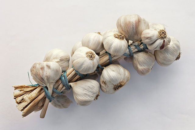 File:Allium sativum. Restra de allos de Oroso- Galiza.jpg