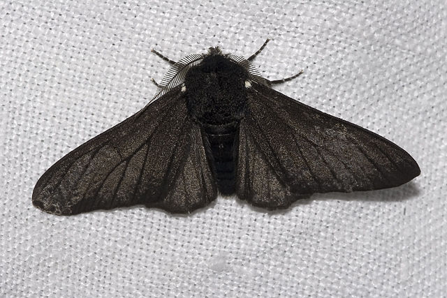 File:Biston.betularia.f.carbonaria.7209.jpg