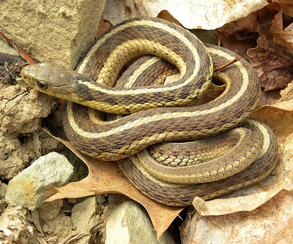 File:Thamnophis sirtalis sirtalis Wooster.jpg
