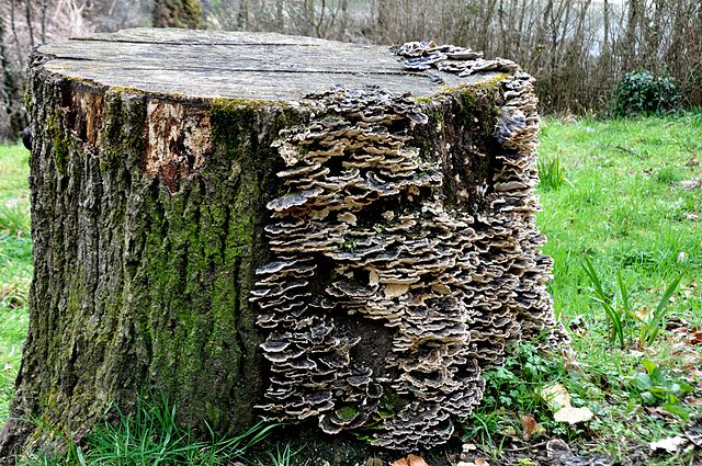 File:Fungus in a Wood.JPG