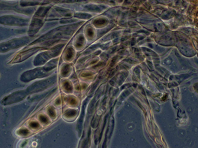 File:Morelasci.jpg