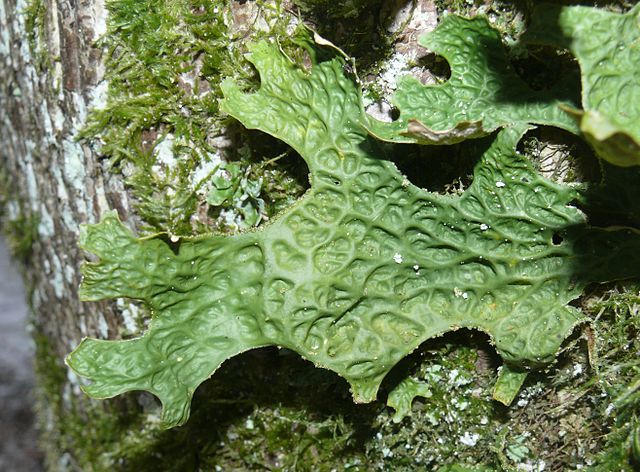 File:Lobaria pulmonaria 010108a.jpg