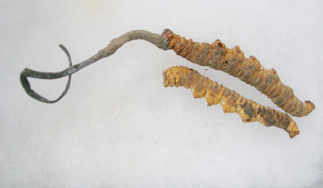 File:CordycepsSinensis.jpg