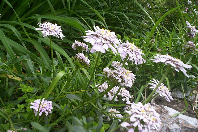 File:Iberis gibraltarica.JPG