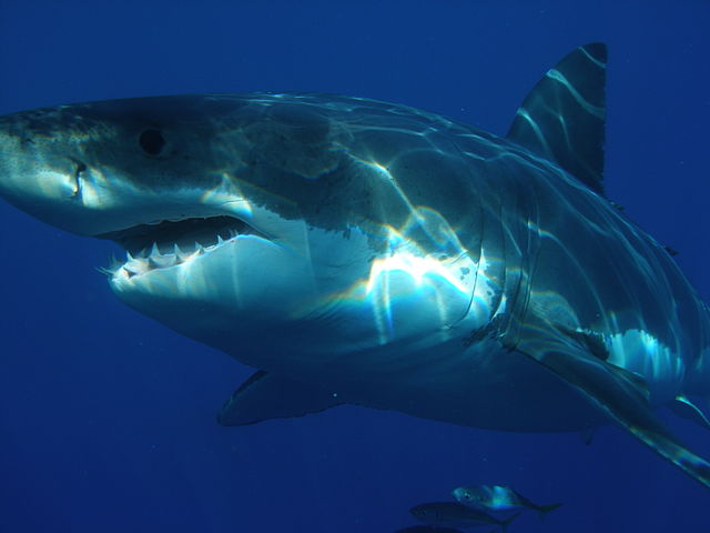 File:Carcharodon carcharias.jpg