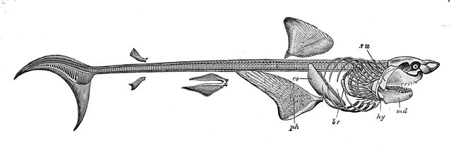 File:Carcharodon carcharias skeleton.jpg