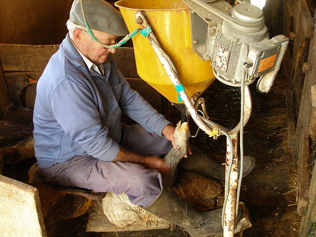 File:Foie gras - gavage in Rocamadour, France.jpg