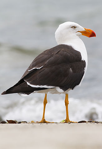 File:Larus pacificus Bruny Island.jpg