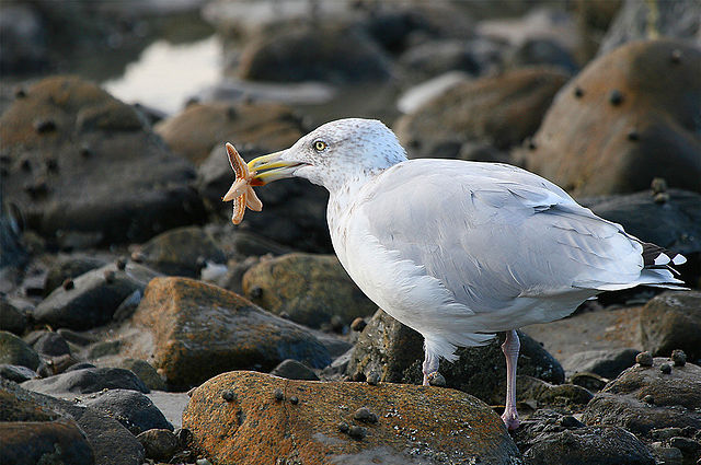 File:Seagull eating starfish.jpg