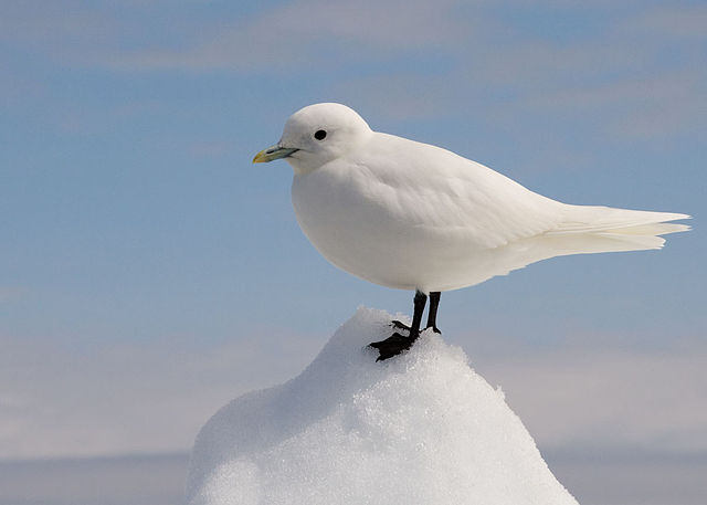 File:Ivory Gull Portrait.jpg