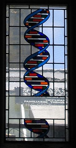File:Crick-stainedglass-gonville-caius.jpg