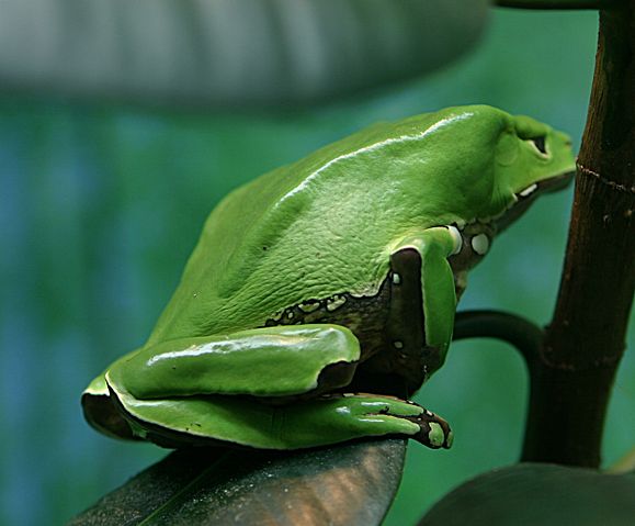 File:Giant Waxy Monkey Frog.jpg