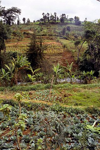 File:Cultivation.jpg
