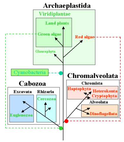 File:AlgaeTree.png