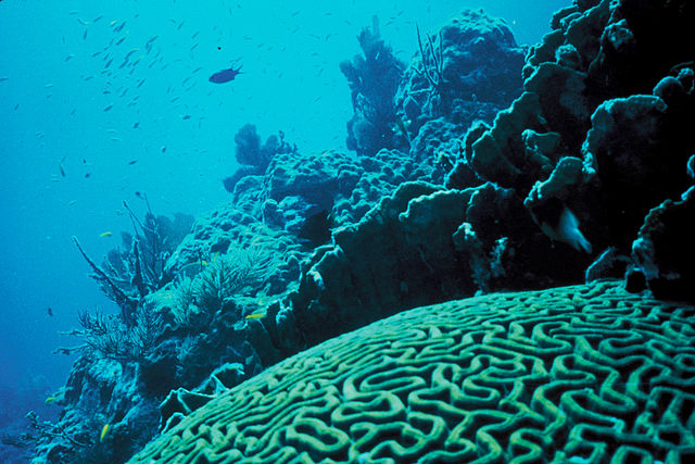File:Coral Reef.jpg