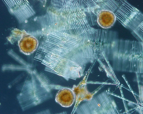 File:Phytoplankton Lake Chuzenji.jpg