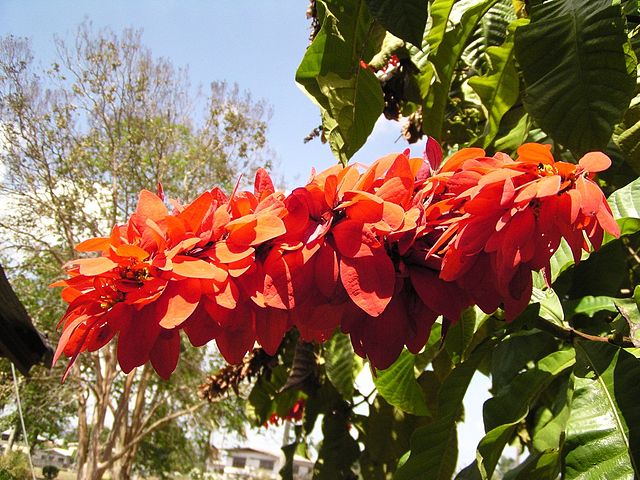 File:Chaconia UWI 2005b.jpg
