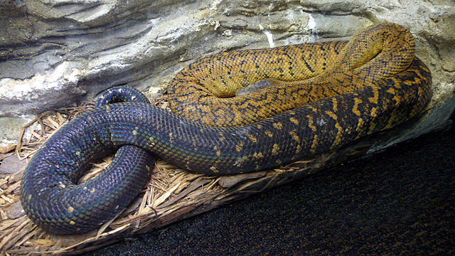 File:Epicrates subflavus.jpg
