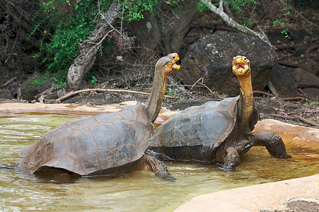 File:Galapagos dominance display.jpg
