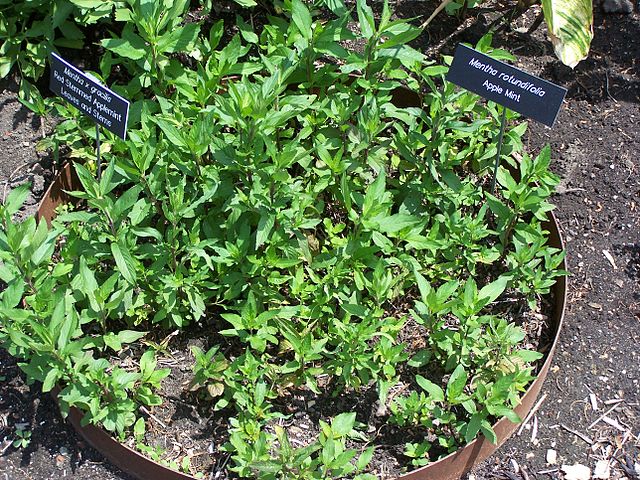 File:Mentha gracilis and rotundifolia MN 2007.JPG