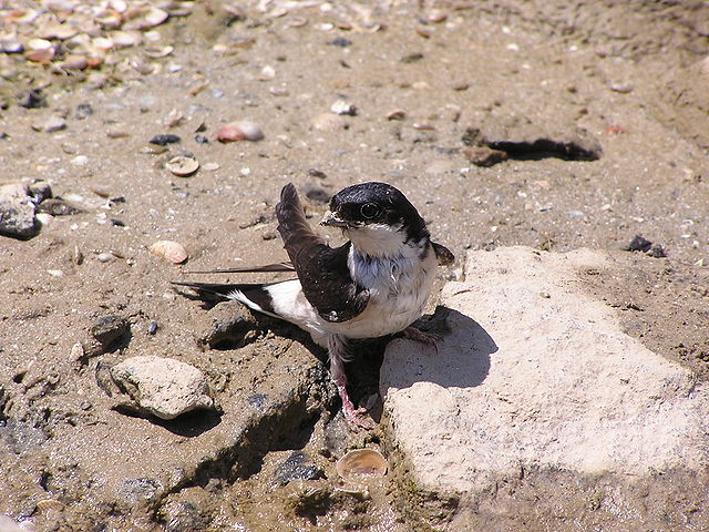 File:Ab bird 016.jpg