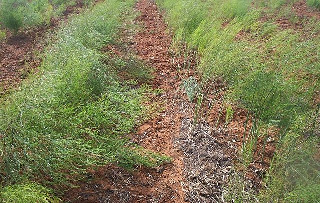 File:AsparagusFernMilduraVictoriaAustralia.jpg
