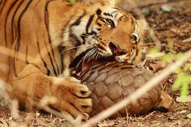 File:A Bengal Tiger (Panthera tigris tigris) with Indian Pangolin(Manis crassicaudata) Tadoba Tiger Reserve Maharastra.jpg