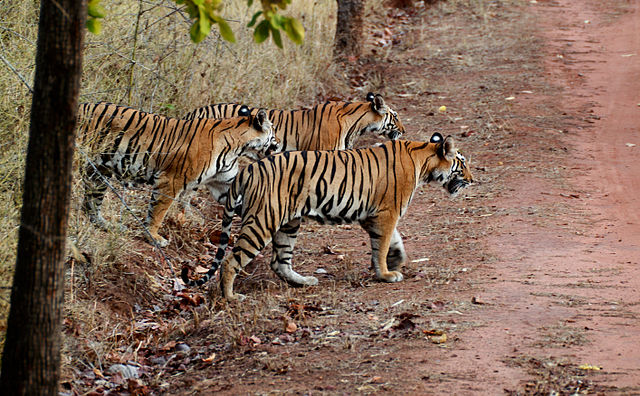 File:India Tiger cubs.jpg