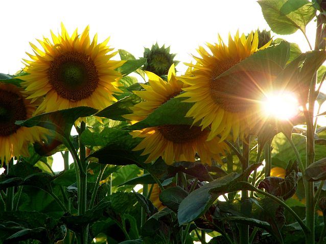 File:Helianthus annuus sunflower.jpg