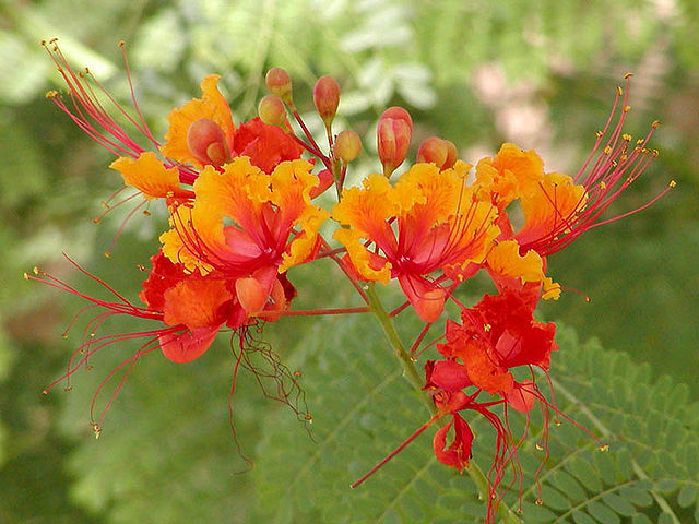 File:Caesalpinia pulcherrima.jpg