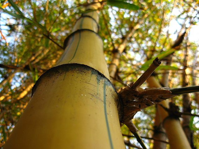 File:Bambu-imperial-Detalhe.jpg