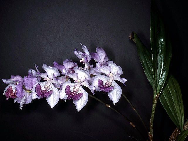 File:Aganisia cyanea Orchi 01.jpg