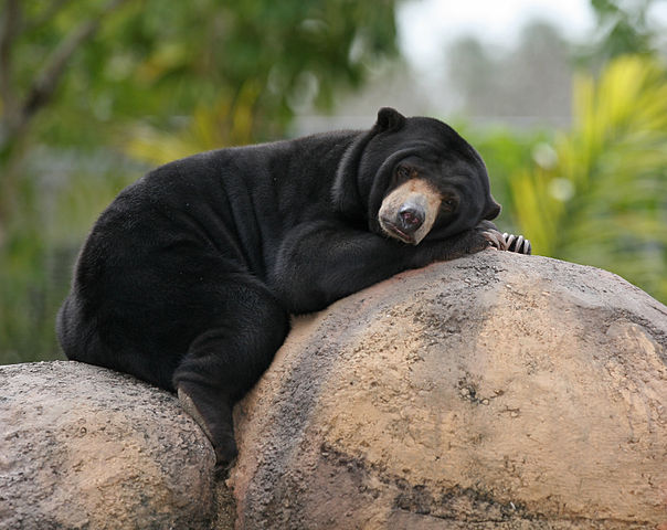 File:Malaysian Sun Bear.jpg