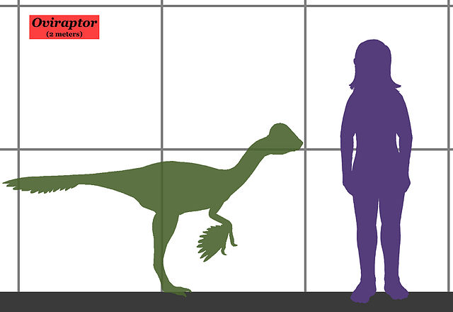 File:Oviraptor size.jpg