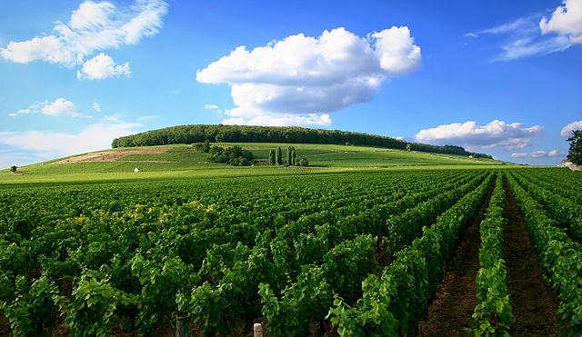 File:Weinberg Cote de Nuits.jpg