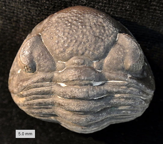 File:PhacopidDevonian.jpg