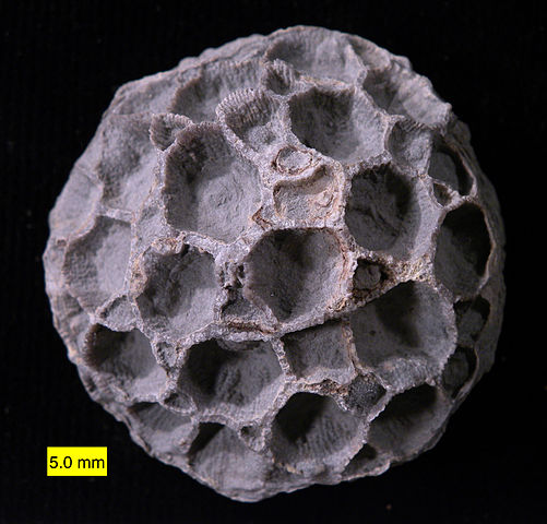 File:Pleurodictyum americanum Kashong.jpg