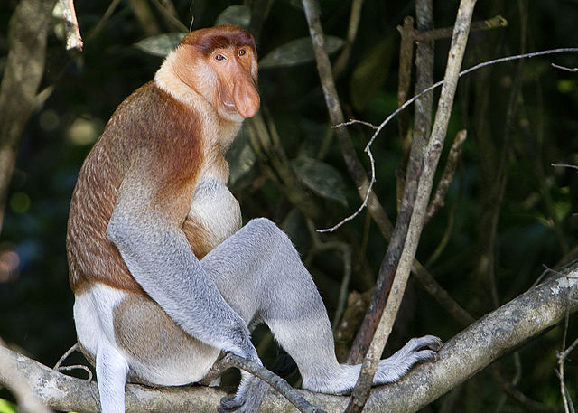File:Proboscis Monkey in Borneo.jpg