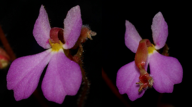 File:Stylidium turbinatum column movement.png