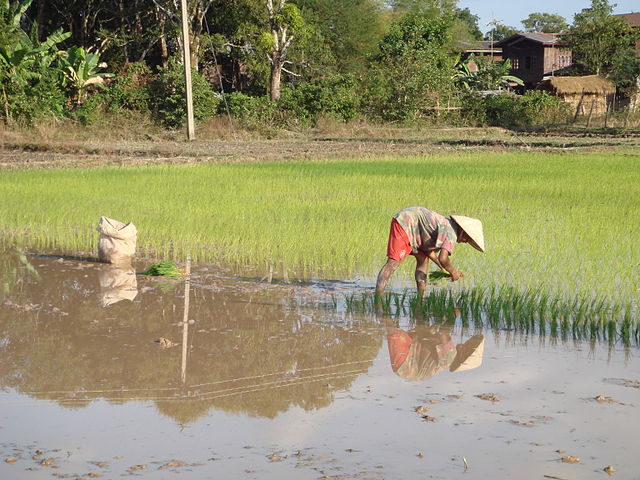 File:Rice planting.jpg