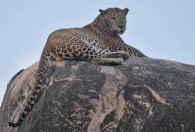 File:Rainbirder - Leopard (1).jpg
